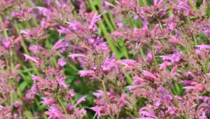 Kwitną do jesieni i mają zdrowotne właściwości. Kłosowiec meksykański i fenkułowy – uprawa i właściwości