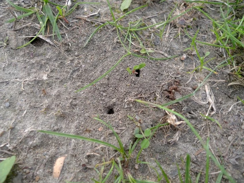 Mrówki są pożyteczne, ale wyrządzają też szkody w ogrodzie