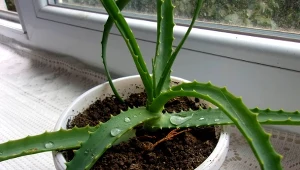 Podpowiadamy, jak latem zadbać o aloes w doniczce.