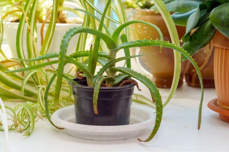 Dlaczego aloes żółknie