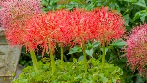 Krasnokwiat Katarzyny będzie cudną ozdobą twojego parapetu, bo jego kwiaty są obłędne.