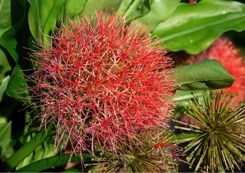 Krasnokwiat Katarzyny tworzy piękne, kuliste kwiatostany składające się z mniejszych kwiatków