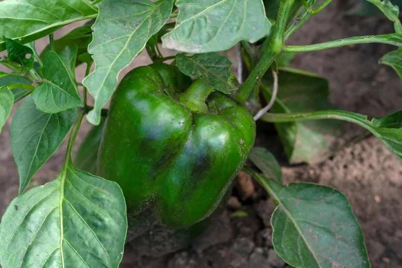 Szara pleśń potrafi zainfekować różne odmiany papryki