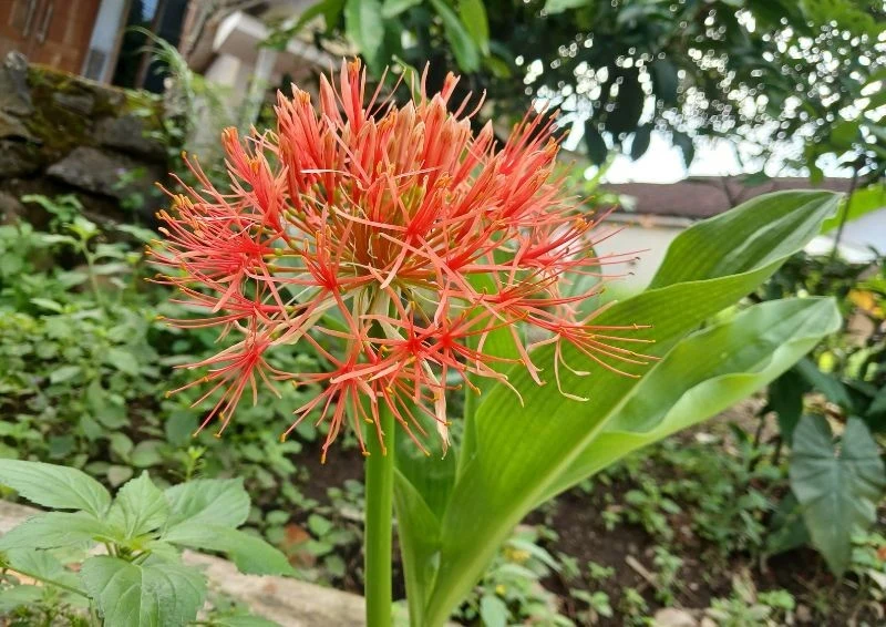 Krasnokwiat Katarzyny gdy nie kwitnie, przykuwa uwagę swoimi imponującymi liśćmi