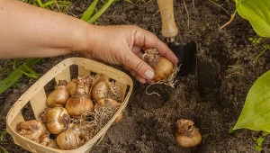 Sierpień to doskonały czas na sadzenie narcyzów.