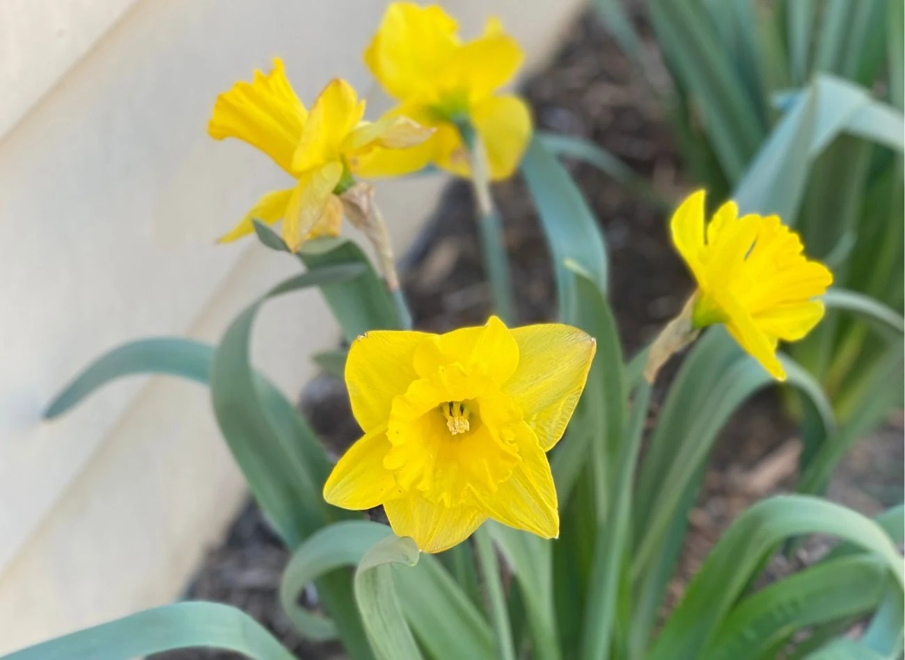 Wśród narcyzów wyróżnia się wiele odmian, różniących się między sobą wielkością, kształtem i kolorem kwiatów. Wszystkie narcyzy można sadzić jesienią.