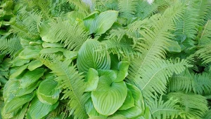 Paprocie tworzą efektowne kompozycje z hostami, które również lubią cień.