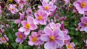 Zawilec japoński potrafi zachwycać swoimi różowofioletowymi kwiatkami.