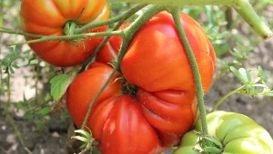 Co zrobić, żeby pomidory były słodkie?