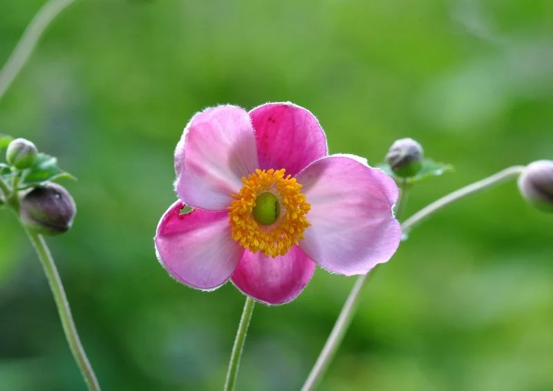Zawilec japoński wytwarza piękne, delikatne kwiatki, często w odcieniach różu