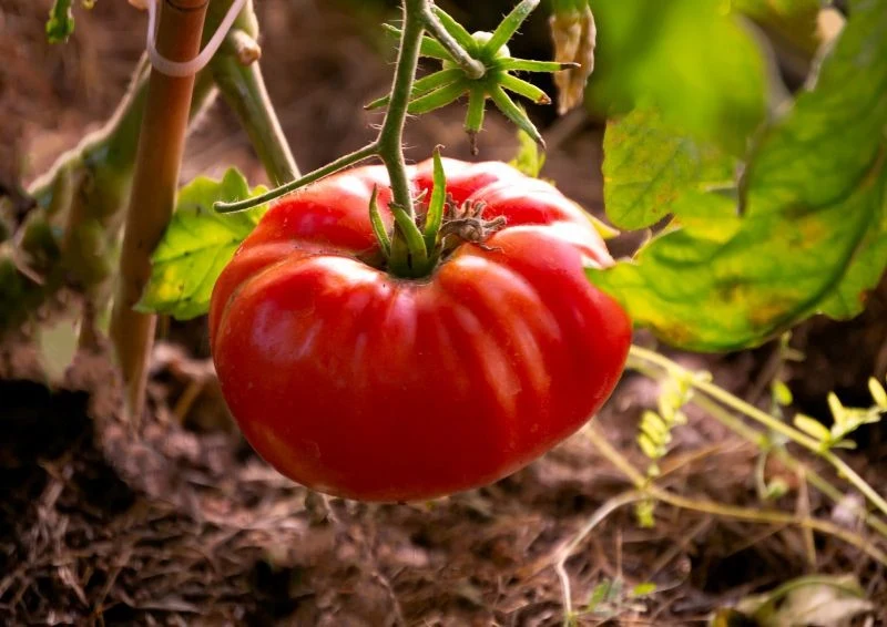 Od czego zależy smak pomidorów