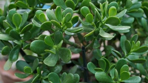 Jak pielęgnować grubosza, by miał dużo zdrowych liści?