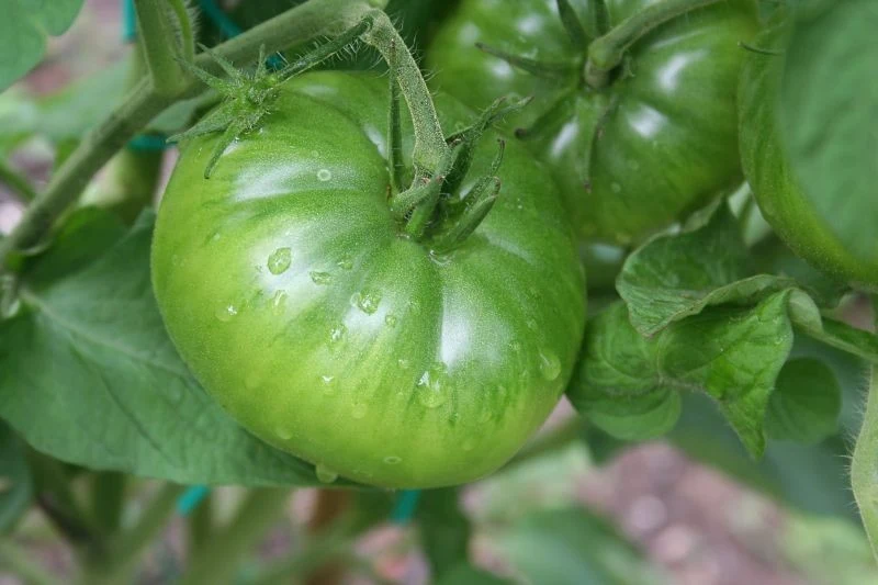 Właściwa pielęgnacja może przedłużyć okres owocowania pomidorów