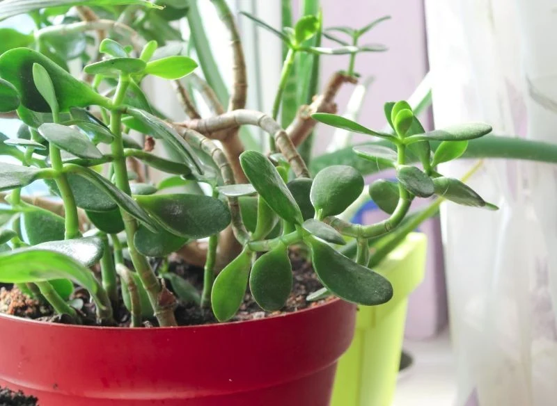 To naturalne, że starsze pędy grubosza stopniowo zrzucają liście i drewnieją