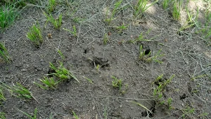 Przedstawiamy najlepsze domowe sposoby na nornice w ogrodzie.