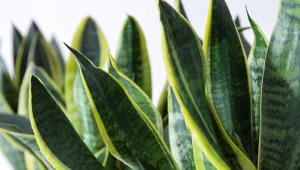 Wyjaśniamy, jak rozmnożyć sansewierię i kiedy najlepiej to zrobić.