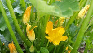 Wyjaśniamy, dlaczego cukinia gnije i jak sobie z tym poradzić.