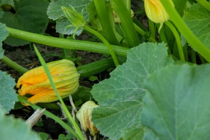 Niedobór jodu i boru jest jedną z przyczyn gnicia cukinii