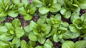 Kapusta chińska robi furorę na całym świecie, a ty możesz ją mieć w ogrodzie.