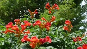 Milin amerykański to piękne pnącze, które wyróżnia się czerwonymi kwiatami.