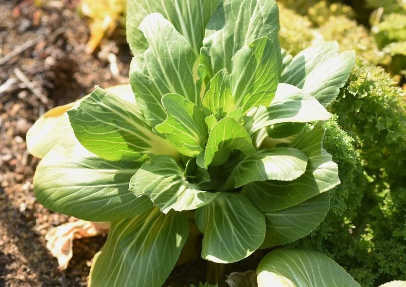 Kapusta pak choi jest nie tylko smaczna, ale też bardzo zdrowa