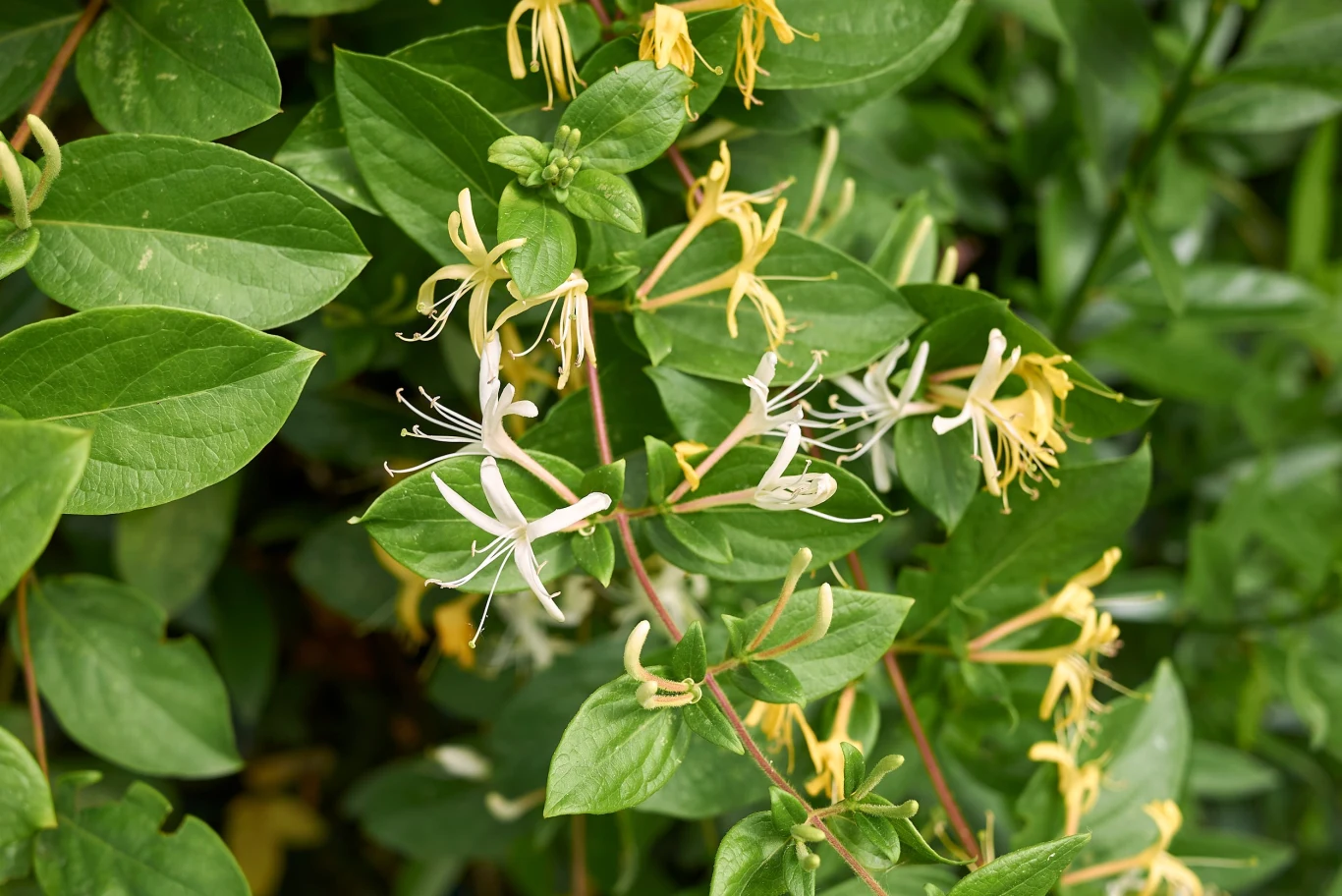 Niektóre pnącza wyróżniają się cudownymi kwiatami