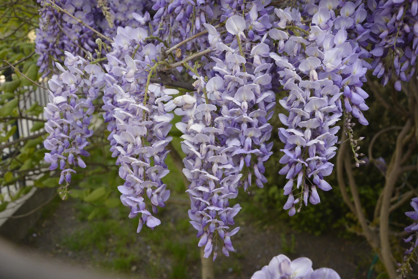 Szybko rosnące pnącza potrafią zakryć brzydkie miejsca w ogrodzie