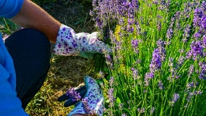 Wyjaśniamy, kiedy i jak przycinać lawendę.