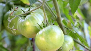 Jeden, prosty zabieg może sprawić, że twoje pomidory znacznie zwiększą swój plon.