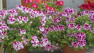 Jak dbać o pelargonie w drugiej połowie lata?