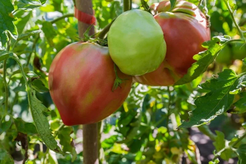 Ogławianie, podwiązywanie i szczypta naturalnego minerału to przepis na piękne i liczbę pomidory