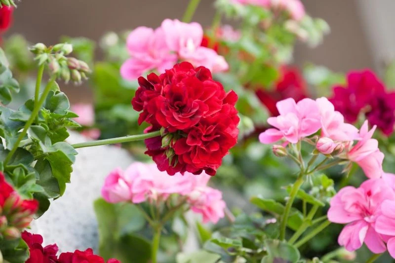 W drugiej połowie lata pelargonie potrzebują zastrzyku składników odżywczych i ochrony przed chorobami