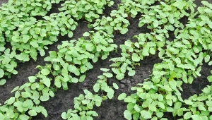 Dlaczego warto wysiewać grykę jako poplon w ogrodzie?