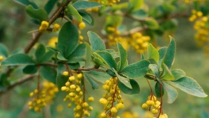 Jak wykorzystać i uprawiać berberysa koreańskiego w ogrodzie?