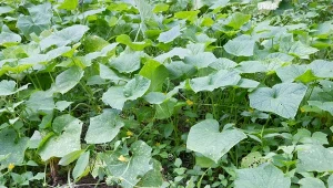 Wielu ogrodników myli mączniaka rzekomego z mączniakiem prawdziwym, co może prowadzić do stosowania niewłaściwych metod zwalczania.