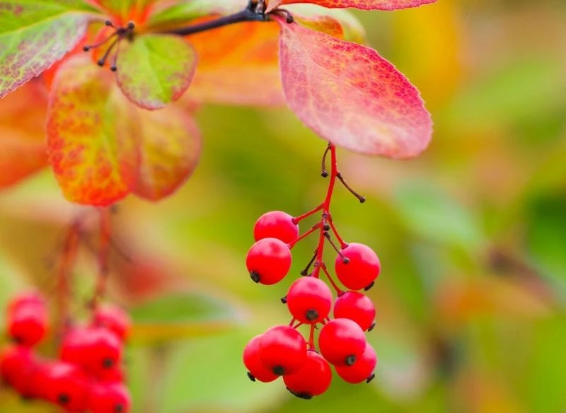 Żywopłot z berberysa koreańskiego jesienią wyróżnia się intensywnie czerwoną barwą