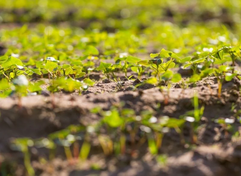 Gryka w naturalny sposób użyźnia glebę