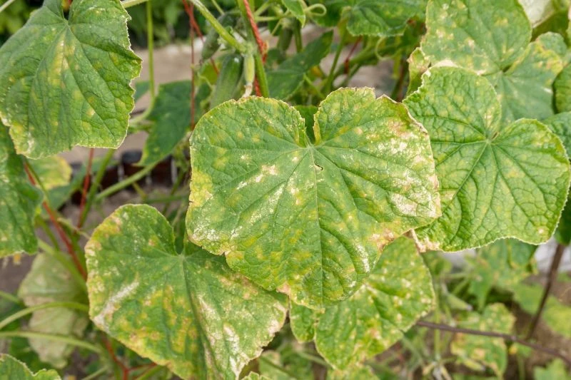 Żółte kanciaste plamy na wierzchu liścia to jeden z objawów mączniaka rzekomego.