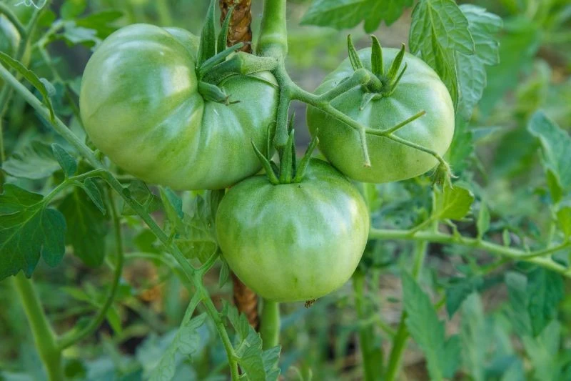 Grykę warto wysiać zwłaszcza po pomidorach