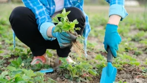 Sadzenie truskawek w sierpniu. Najlepsze odmiany i przygotowanie gleby