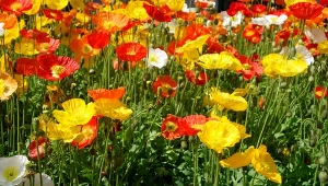 Mak syberyjski wspaniale kwitnie w ogrodzie.