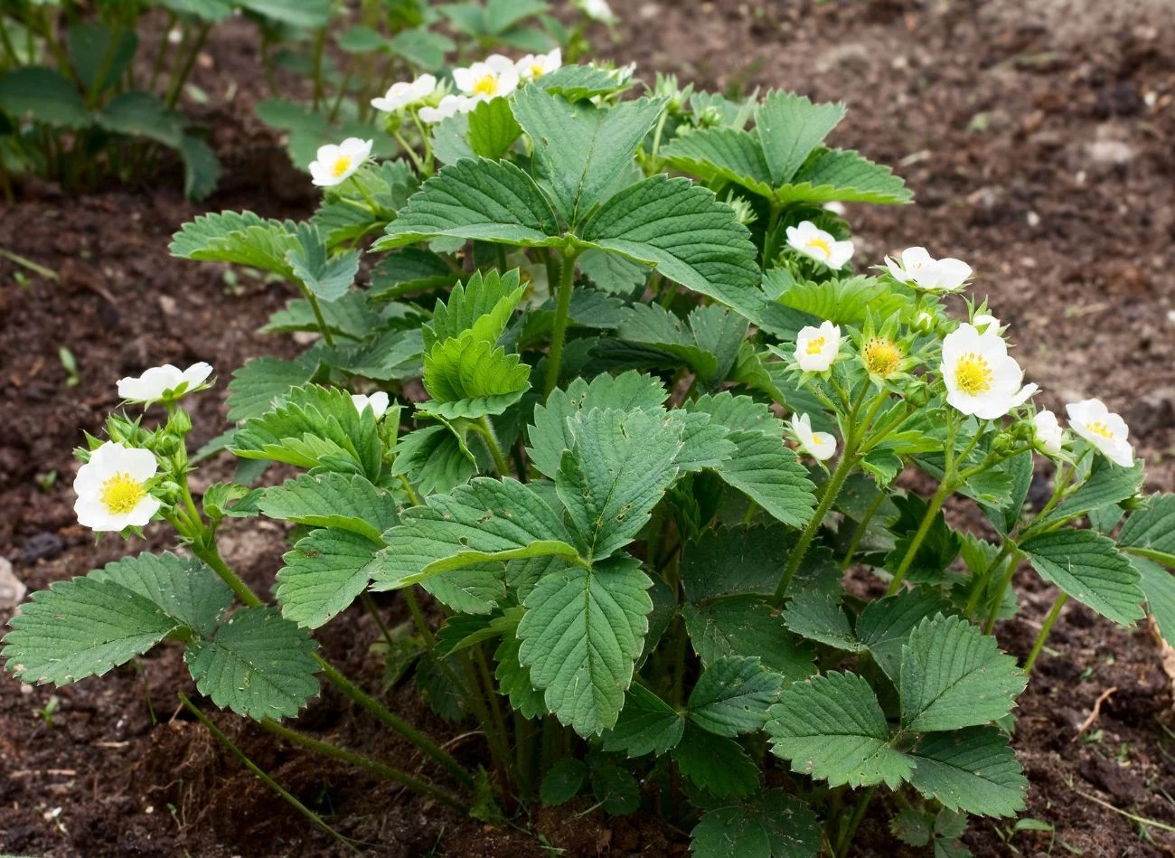 W pierwszym roku po posadzeniu dobrze jest usunąć wszystkie kwiatostany, które pojawią się wczesną wiosną