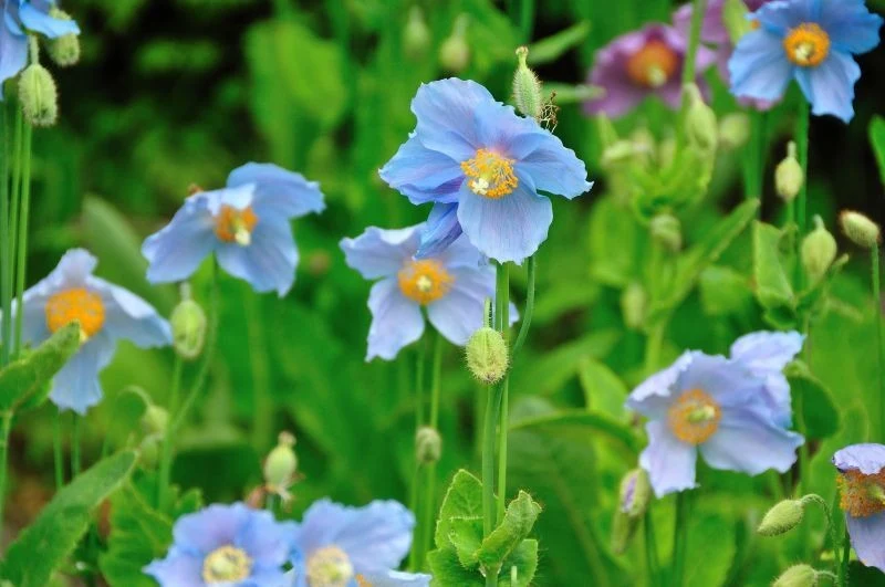 Atutem maków himalajskich jest nietypowa barwa kwiatów