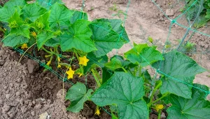 Dlaczego ogórki słabo owocują?