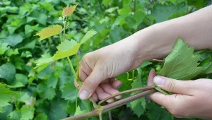Regularne przycinanie winorośli w sezonie letnim stymuluje lepsze drewnienie pędów przed zimą.