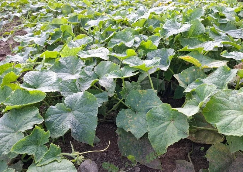 Domowa mikstura z ryżem wzmocni ogórki i pobudzi je do owocowania