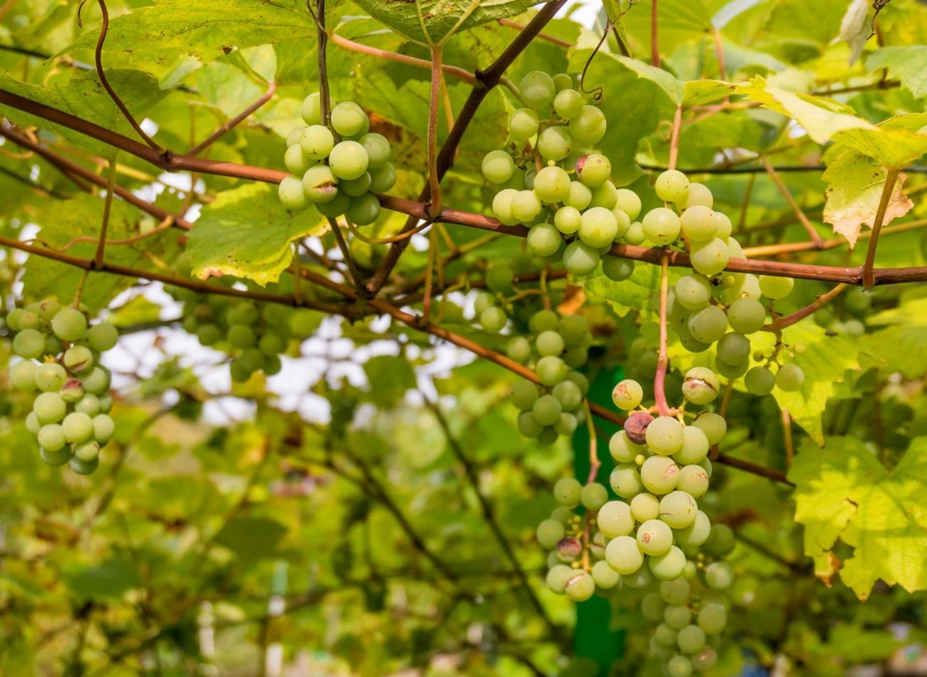 Głównym powodem usuwania pasierbów jest ich agresywna konkurencja z owocującymi pędami.