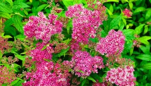 Do żywopłotu wybieraj nietypowe krzewy, takie jak tawuła japońska. Wtedy twój ogród nabierze niepowtarzalnego charakteru.