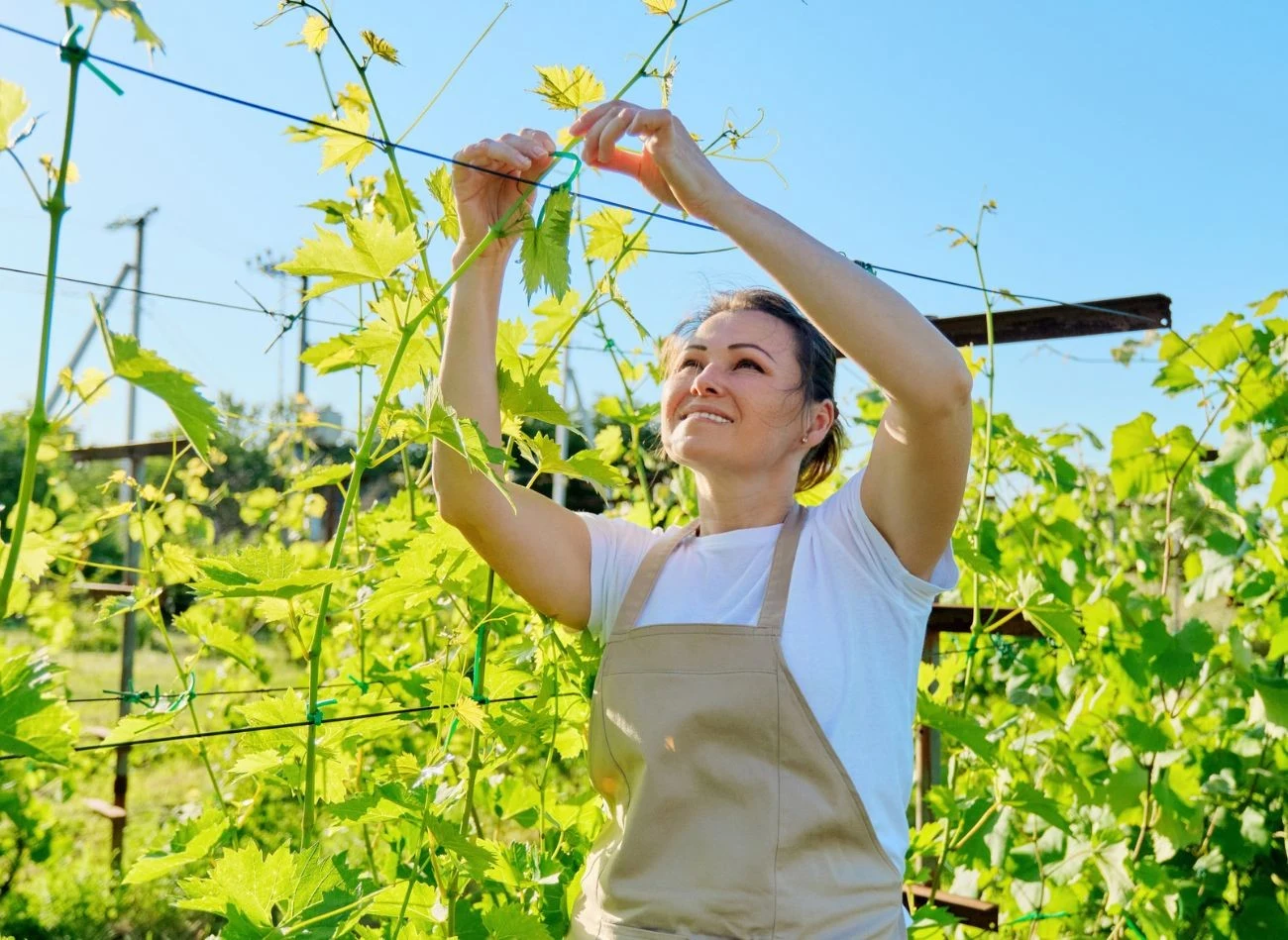 Właściwa pielęgnacja winorośli przynosi efekty w postaci zdrowych i soczystych winogron.