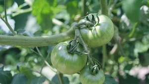 Domowe preparaty z czosnku są skuteczne m.in. w zwalczaniu mszyc i chorób grzybowych na warzywach i kwiatach.
